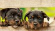 “Köpek vergisi” geliri 2025’te 429,7 milyon euro oldu